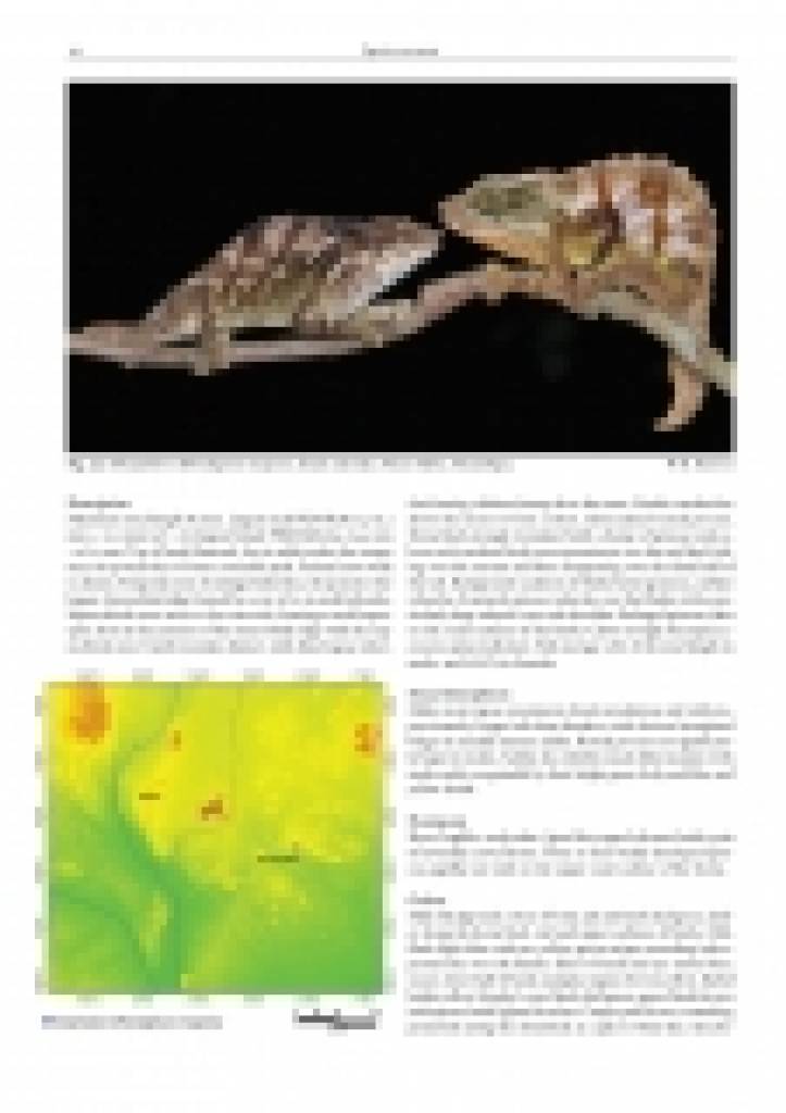 Chameleons of Africa